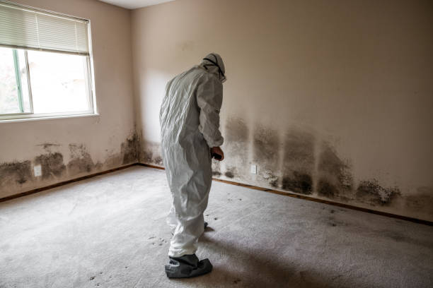 Best White Mold Remediation in Worthgton, IN